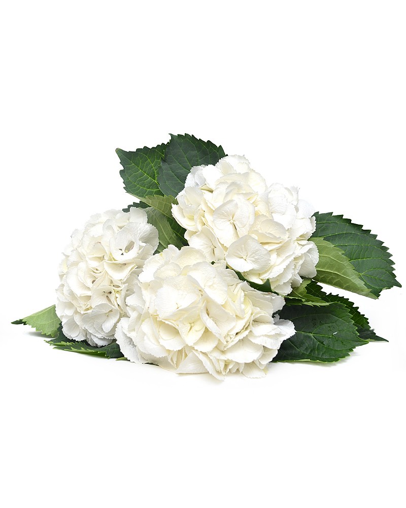 [941555] 