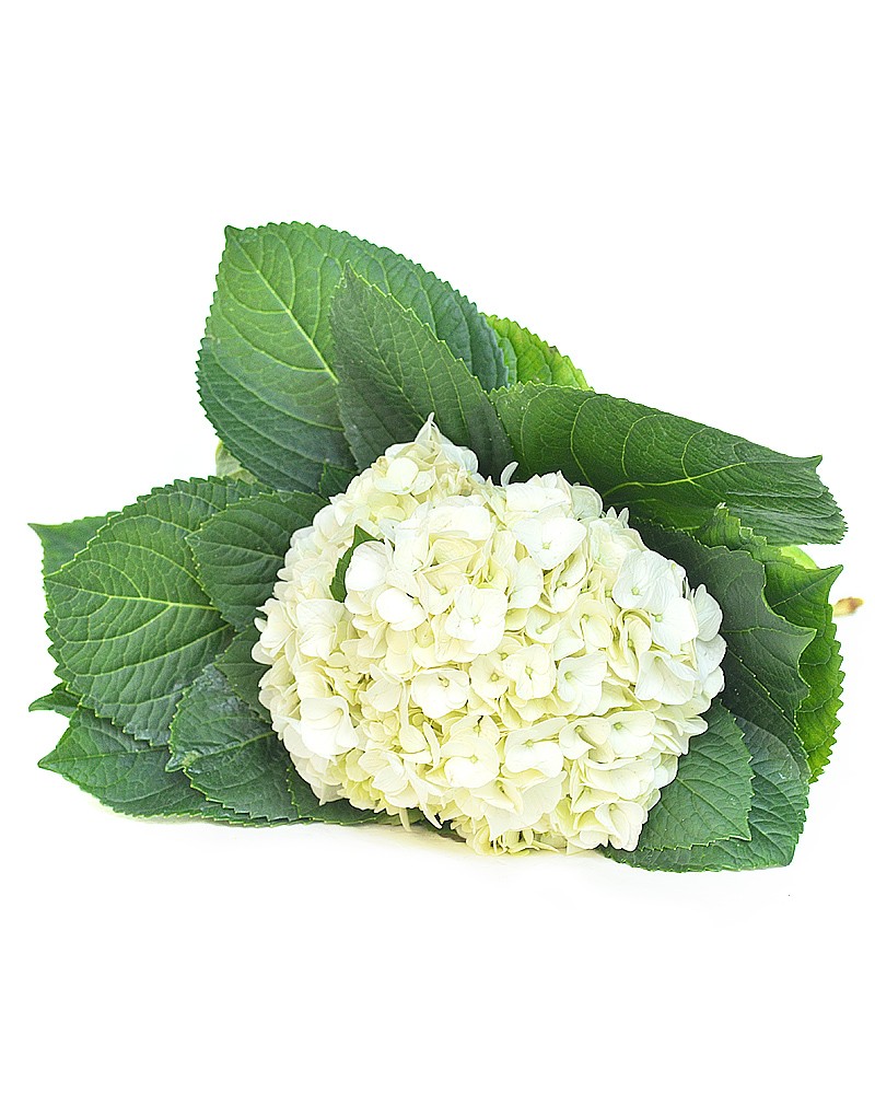 [5-3075] 