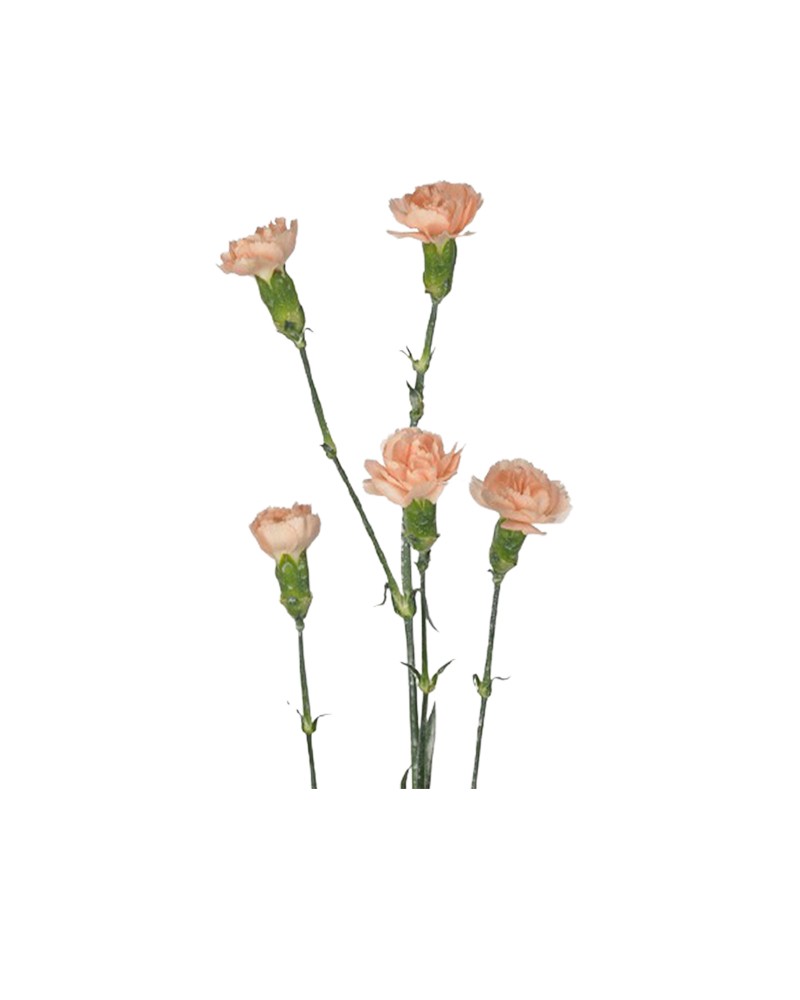 [6-28630] 