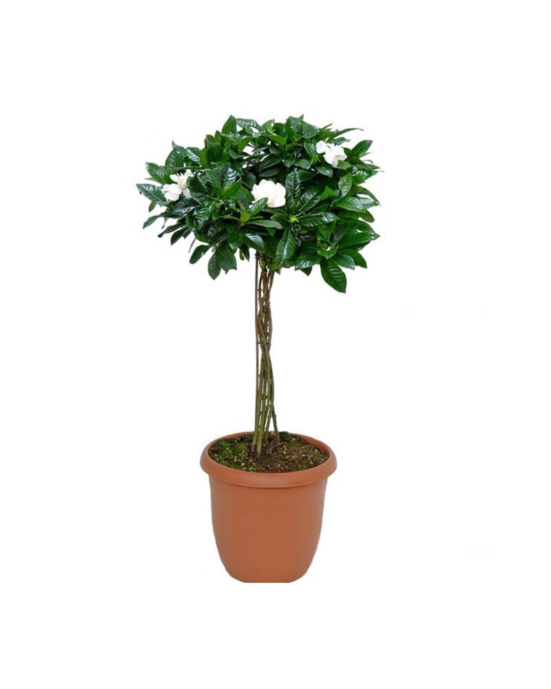 [401642] 