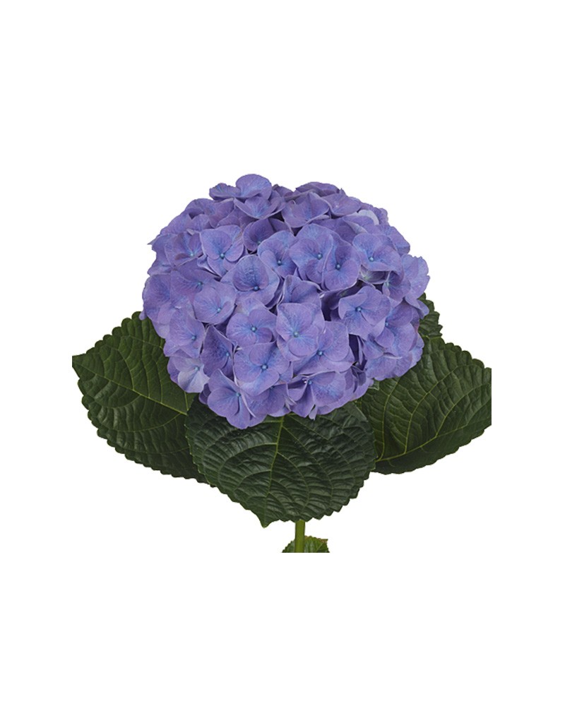 [6-9992] 