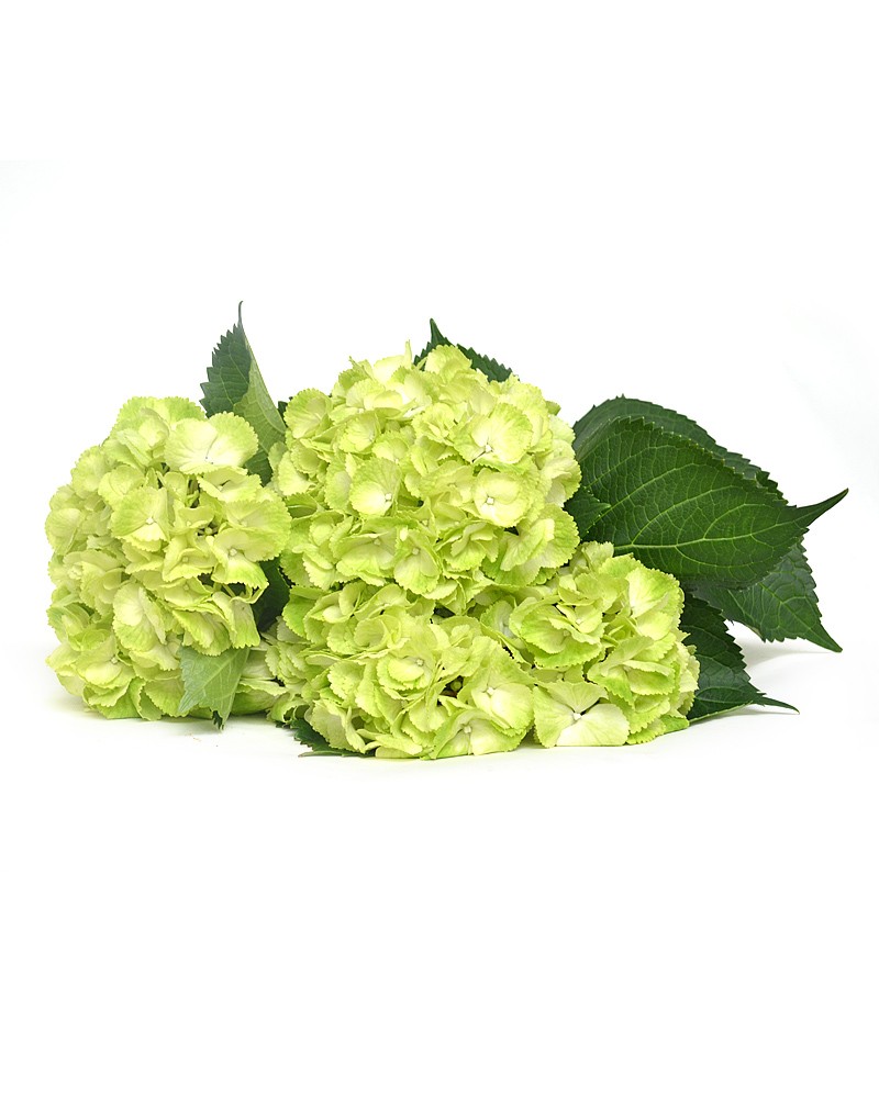 [6-9993] 