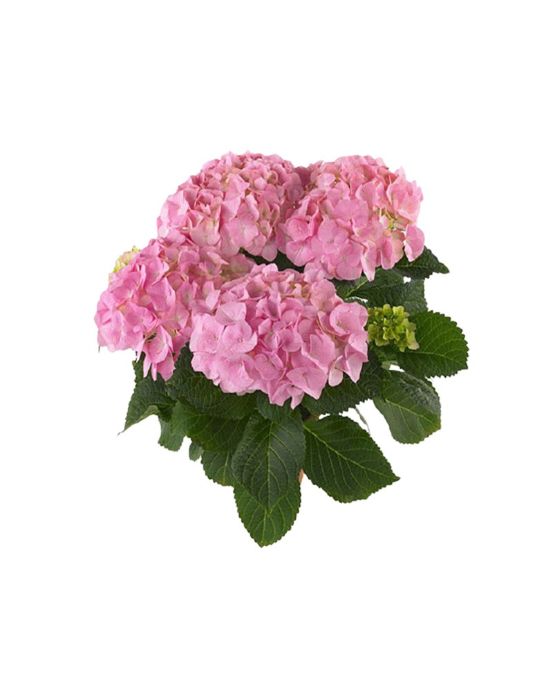 [6-2718] 