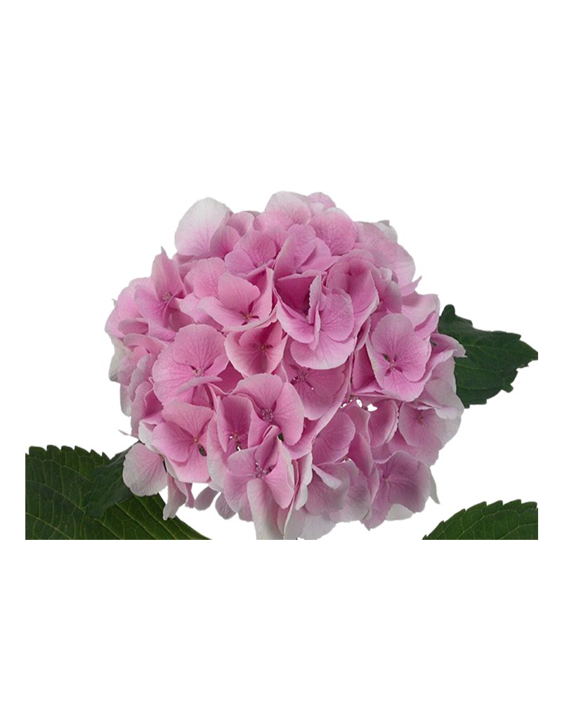 [410184] 