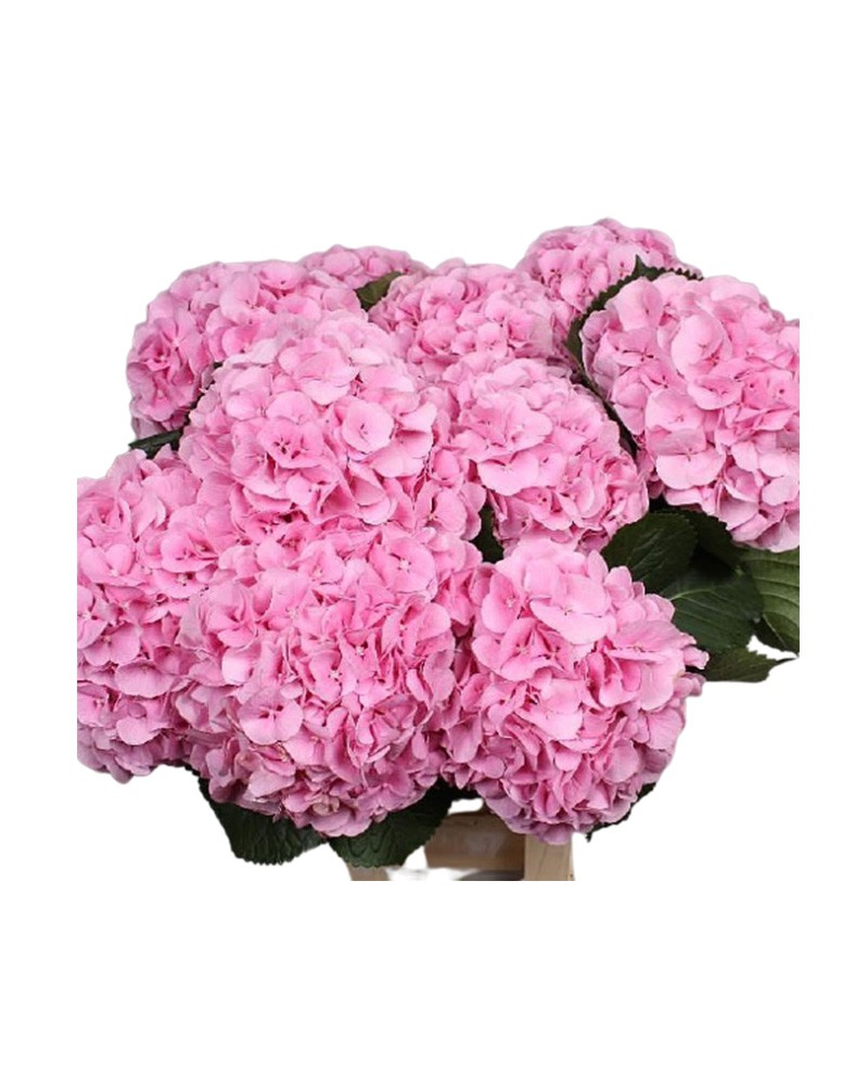 [6-12531] 