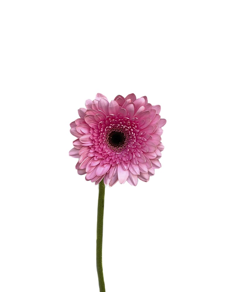 [5-3336] 