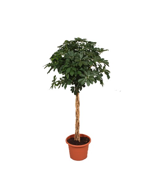 [5-0603] 