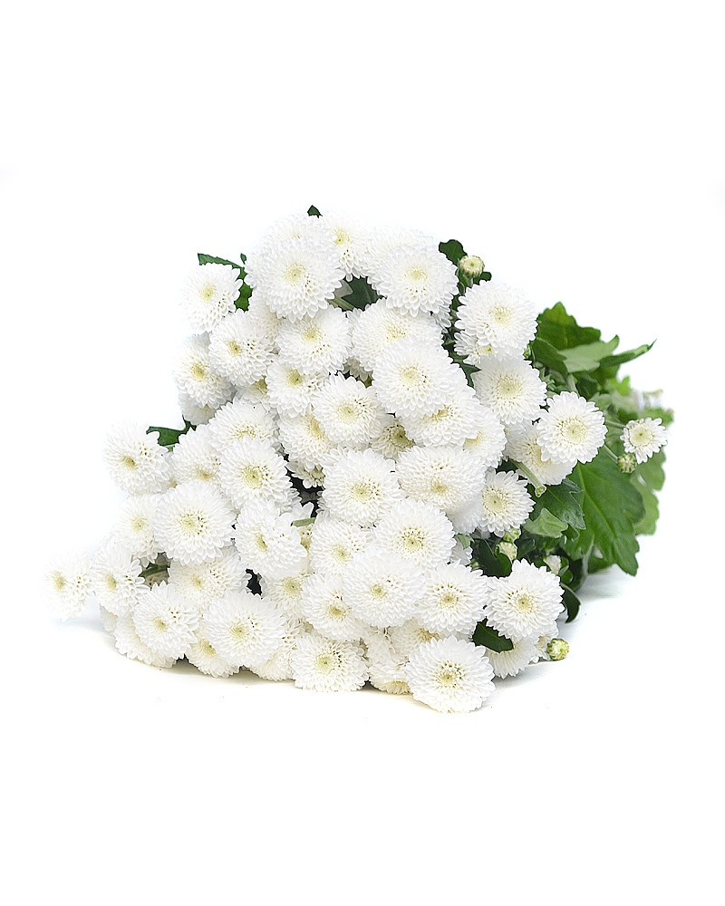 [6-0739] 