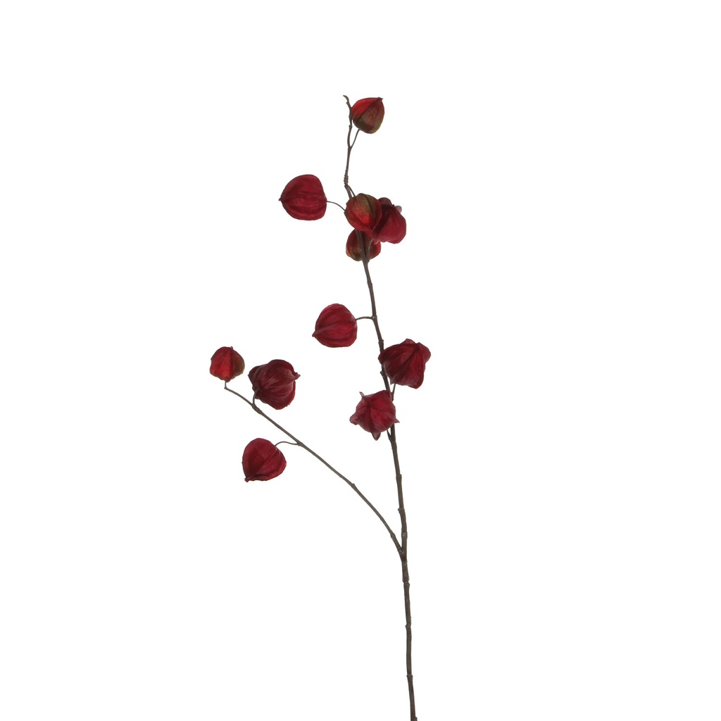 [6-19804] 