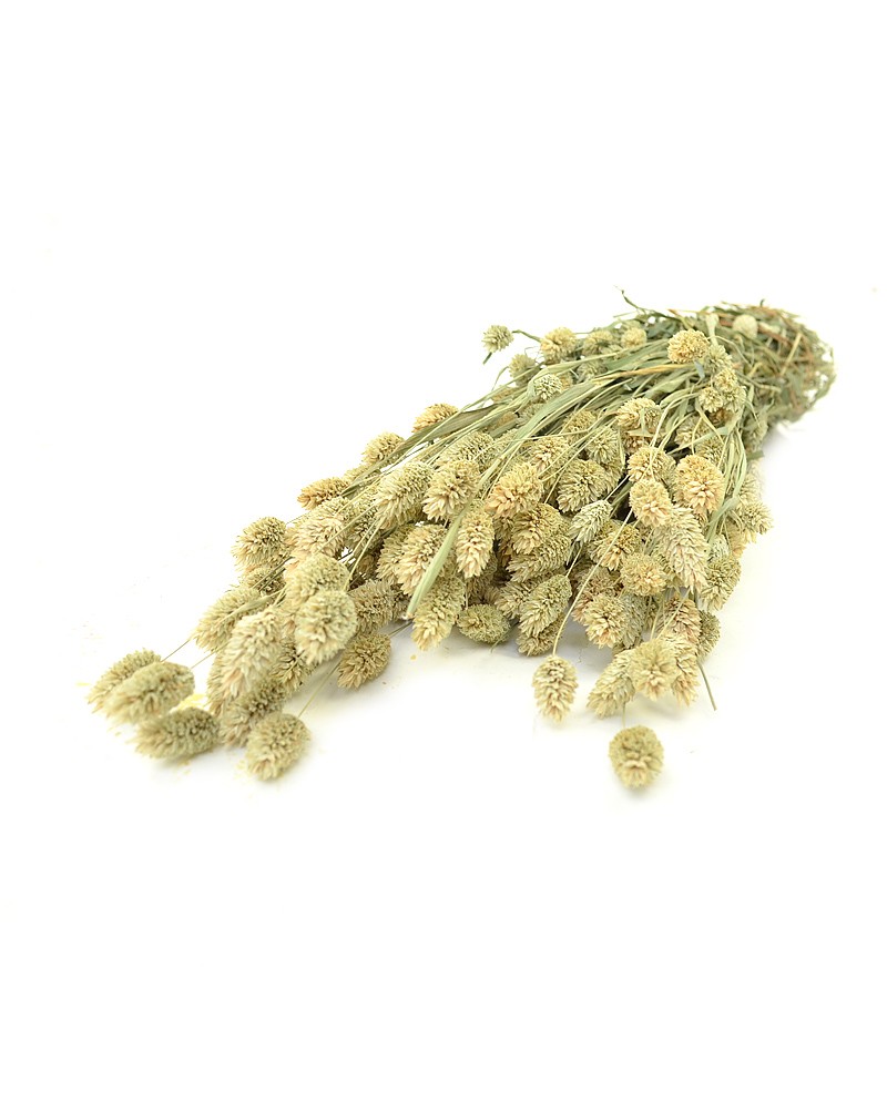[6-11081] 