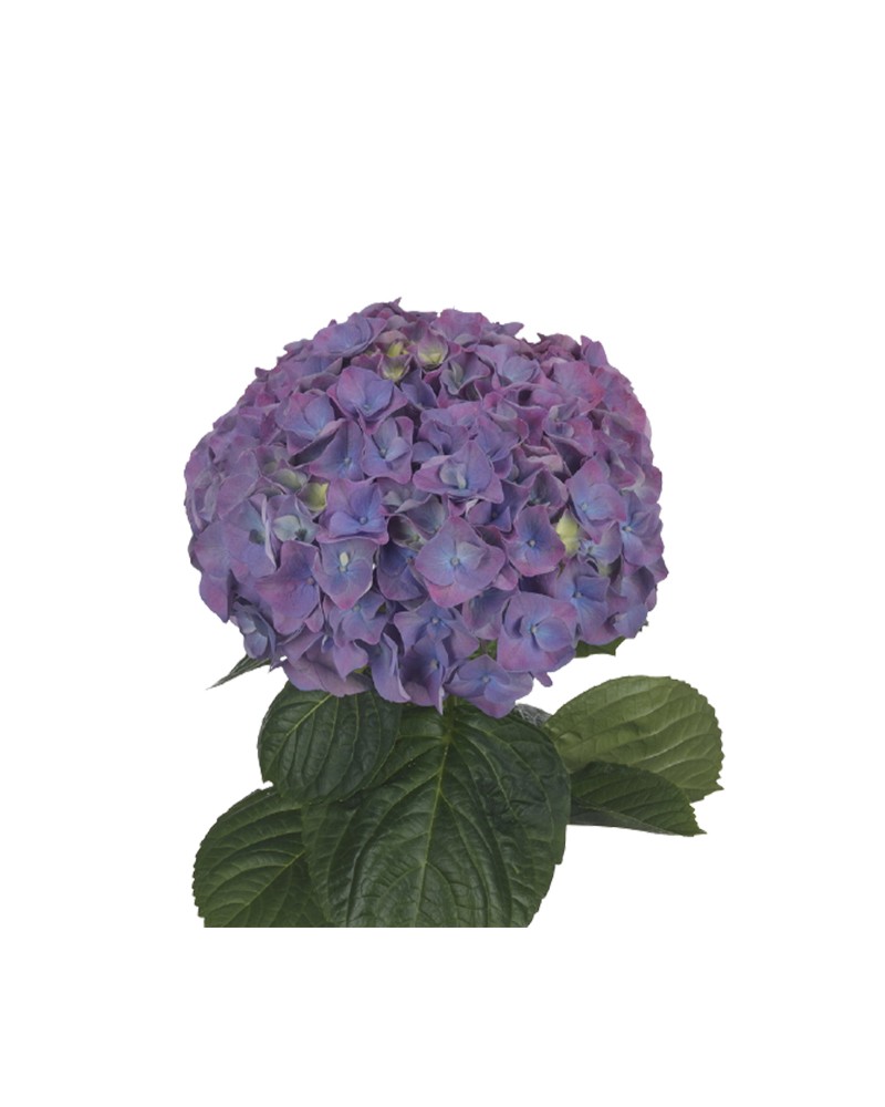 [6-25321] 