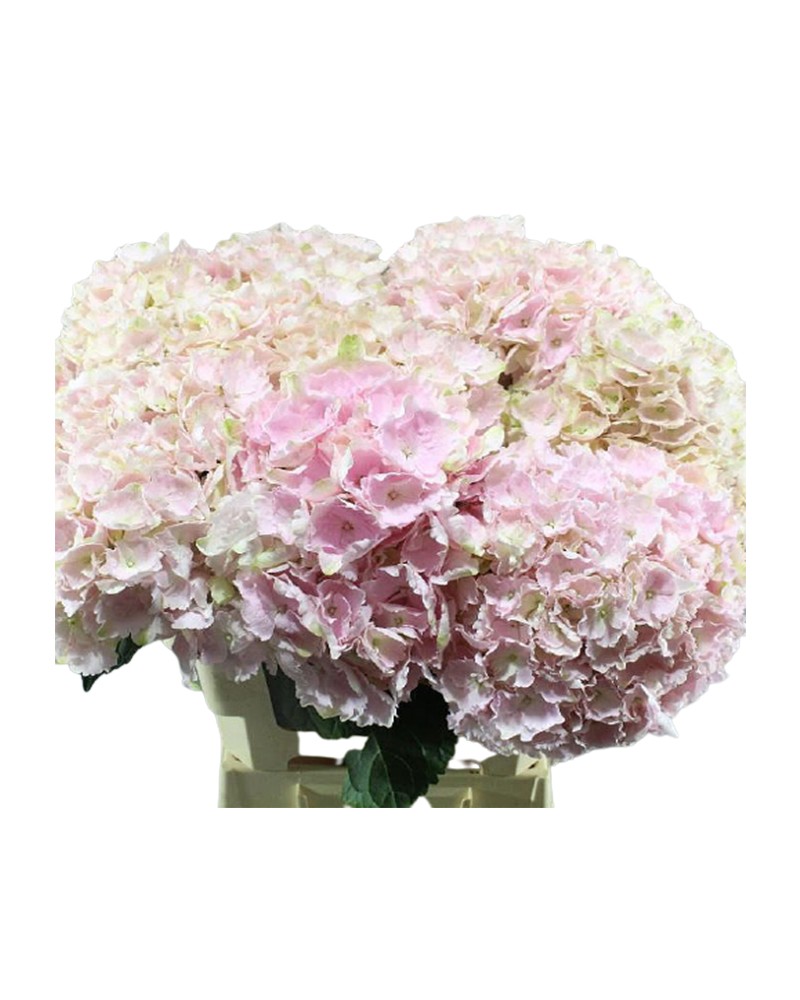 [6-25921] 