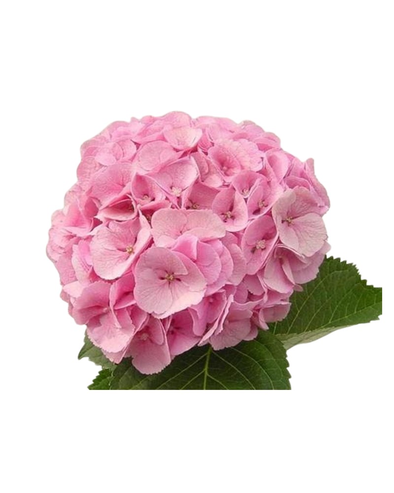 [6-23456] 