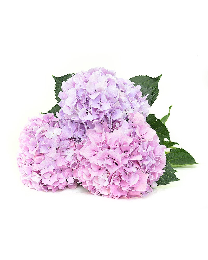 [6-26133] 