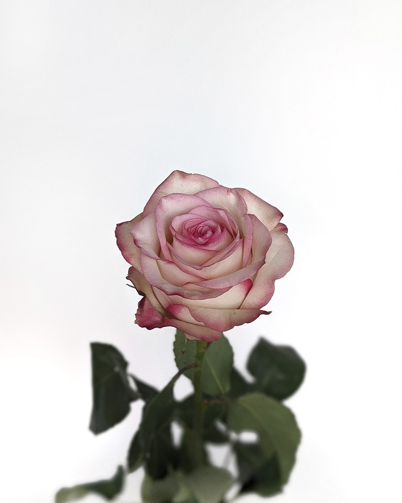 [6-17365] 