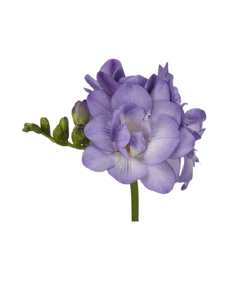 [6-33090] 