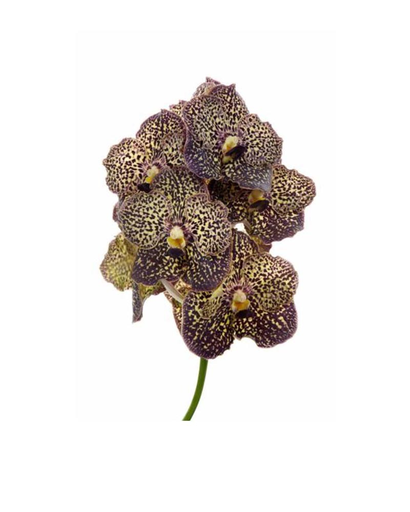 [6-0750] 