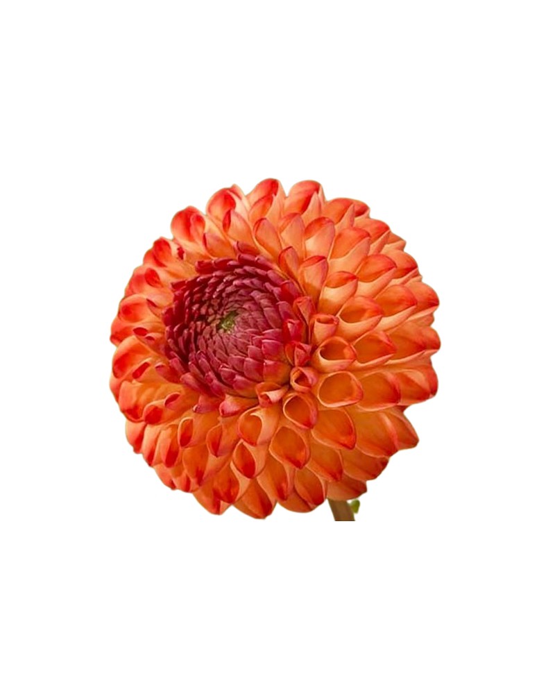 [6-0847] 