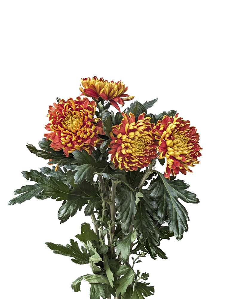 [970049] 
