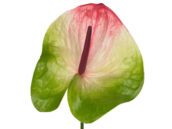 [6-13012] 