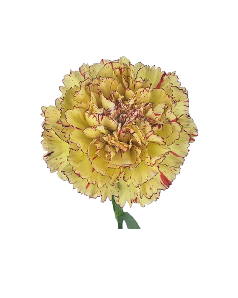 [6-29261] 