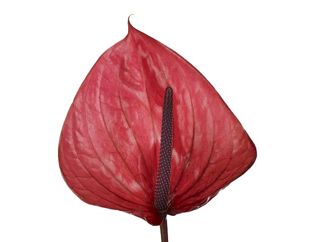[6-20196] 