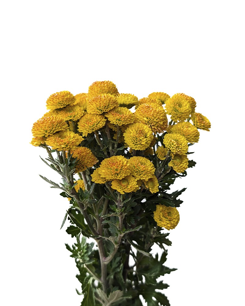 [904181] 