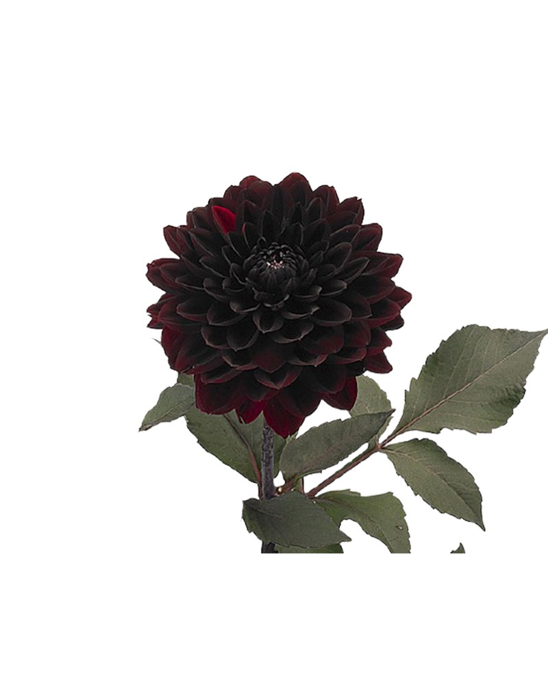 [6-0361] 