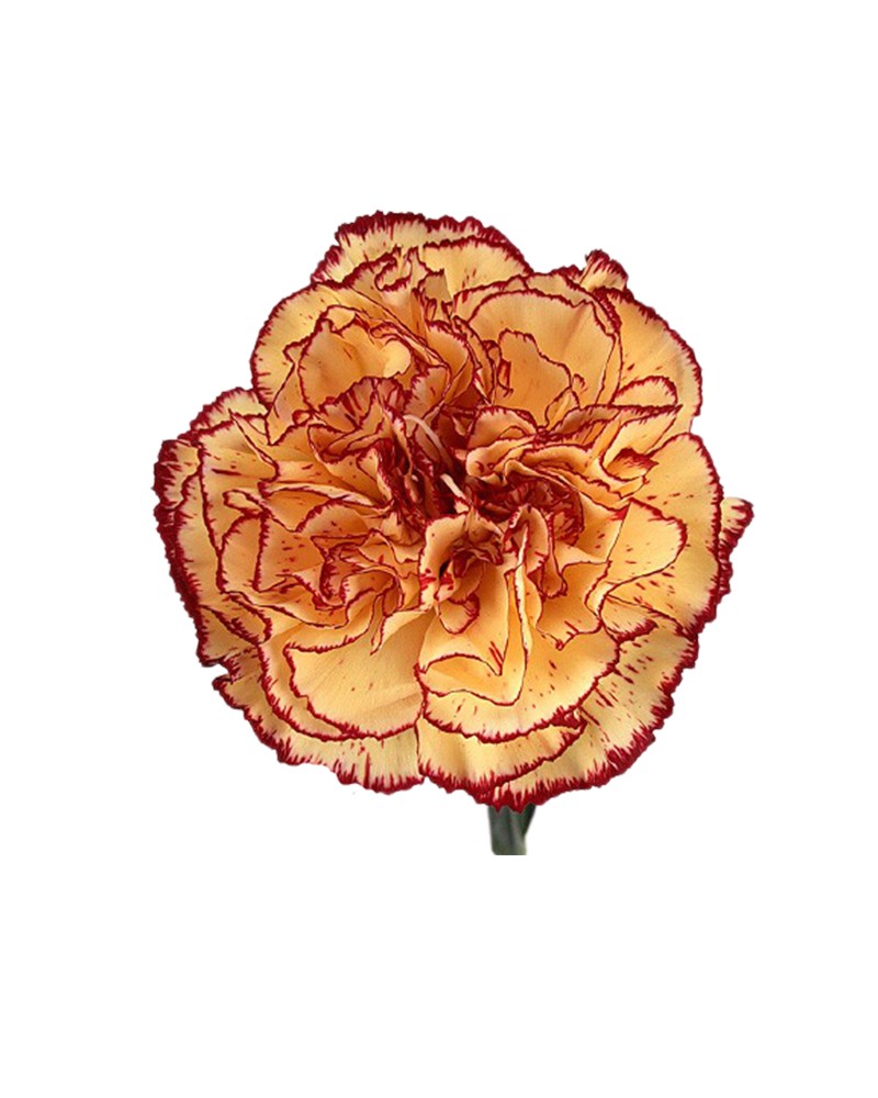 [6-10777] 