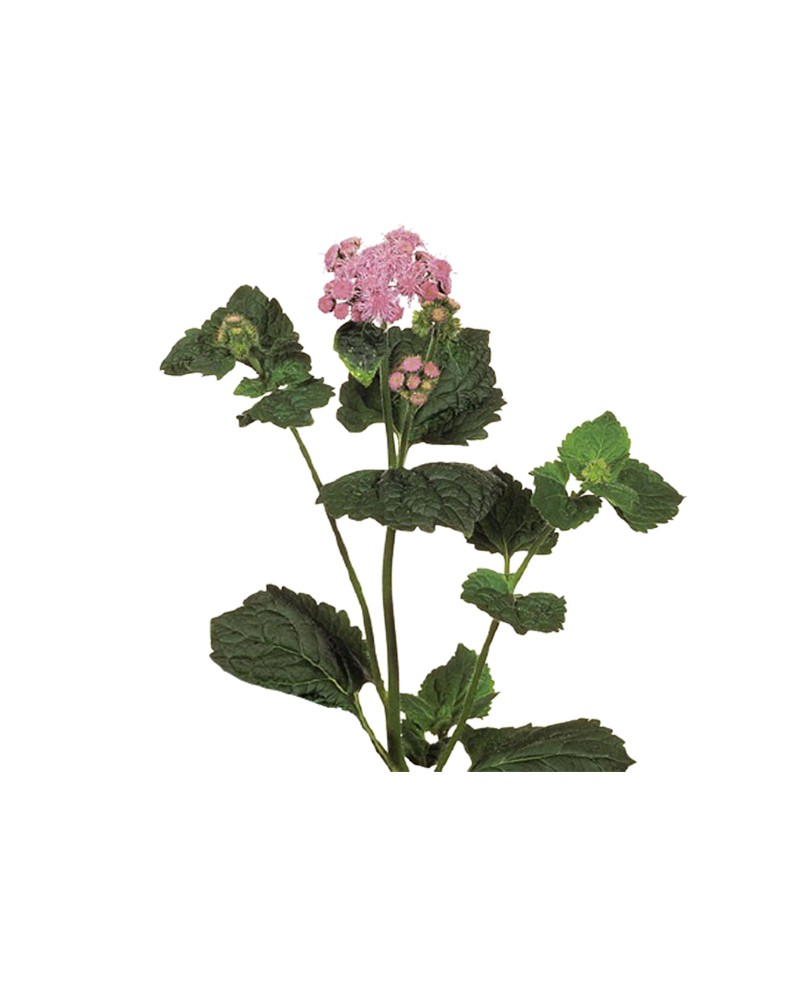 [6-26705] 