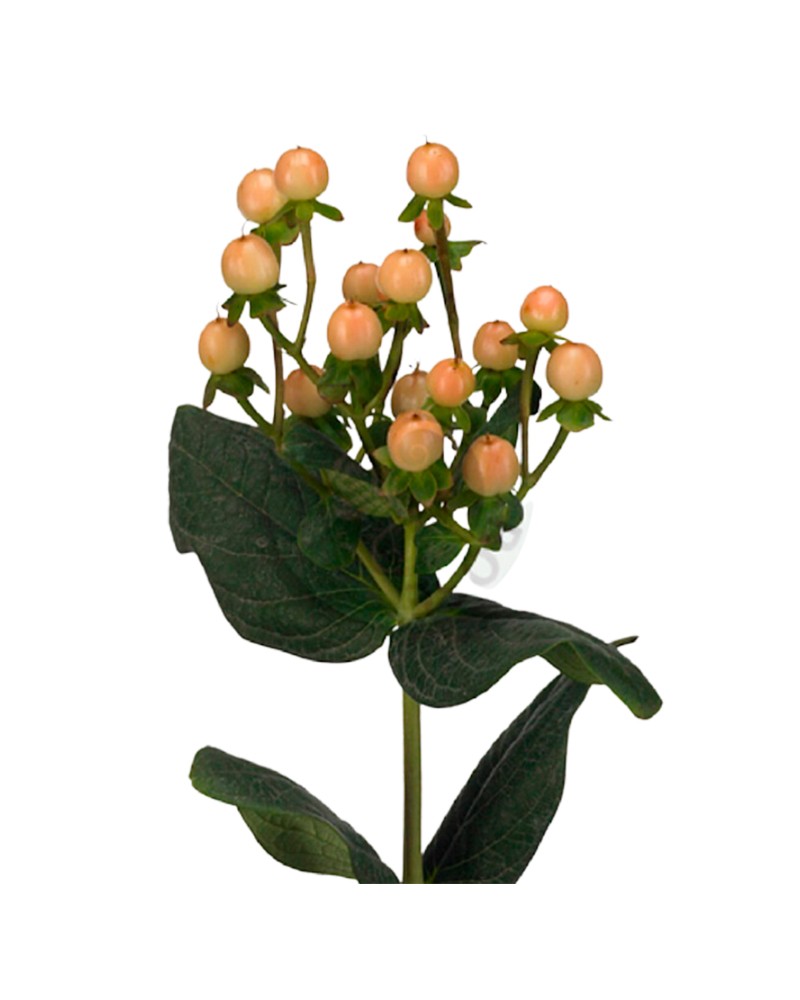 [5-3466] 