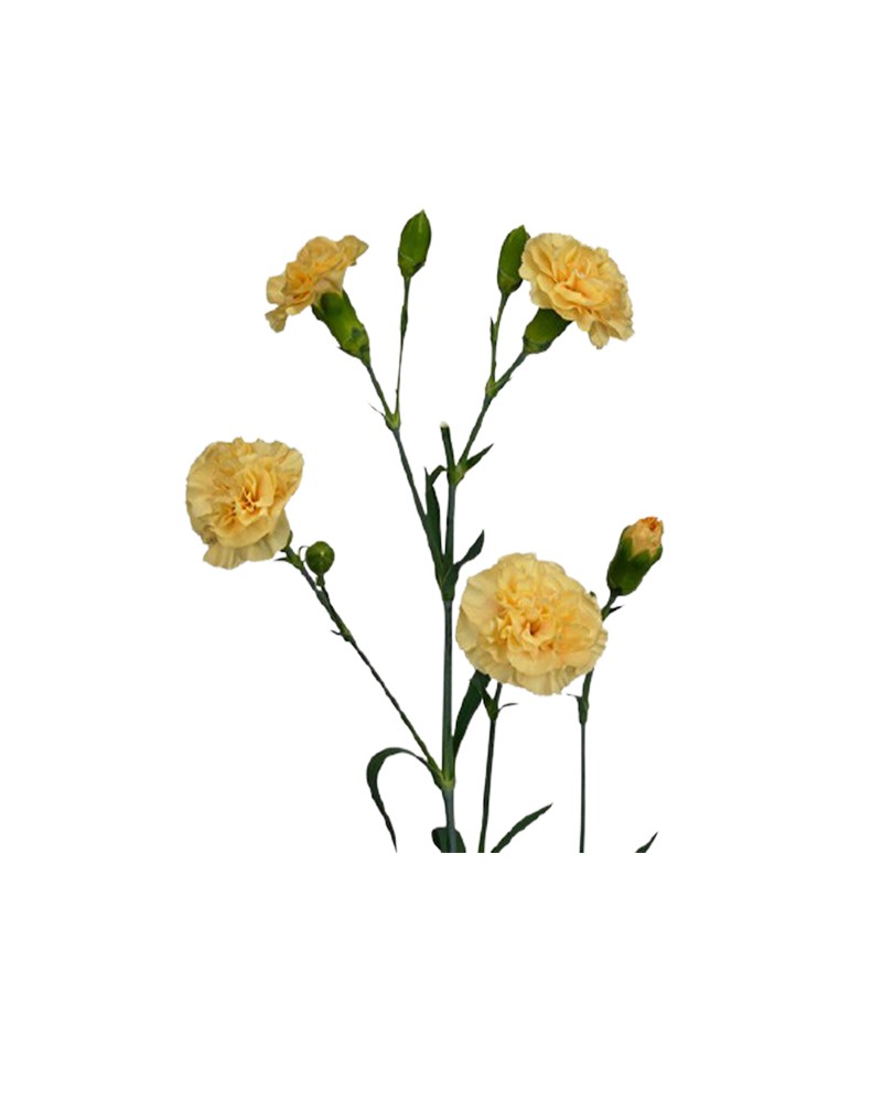 [5-2075] 