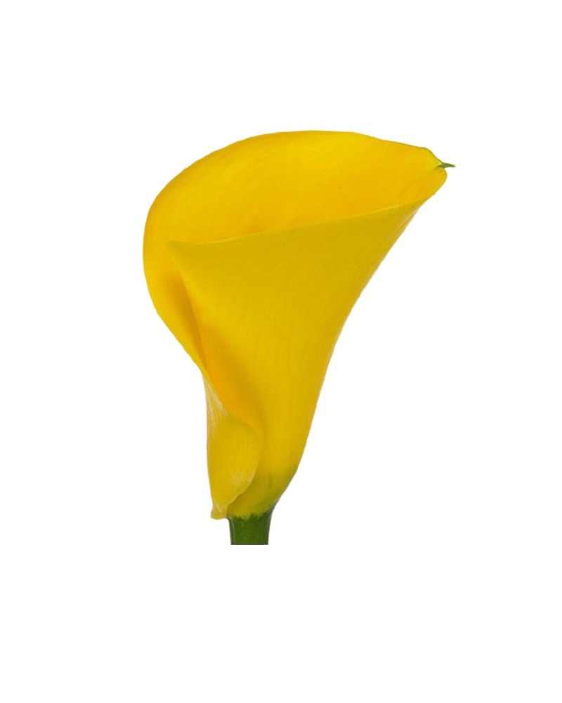 [422371] 