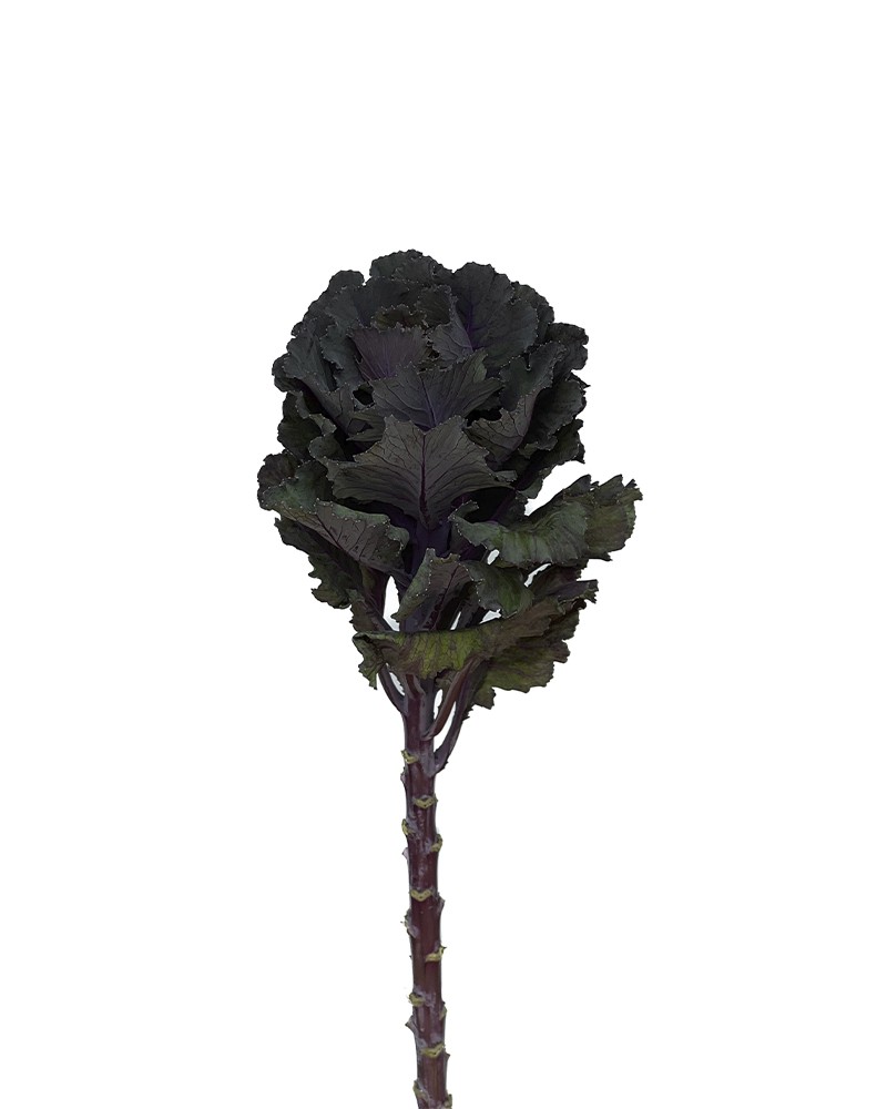 [6-6516] 