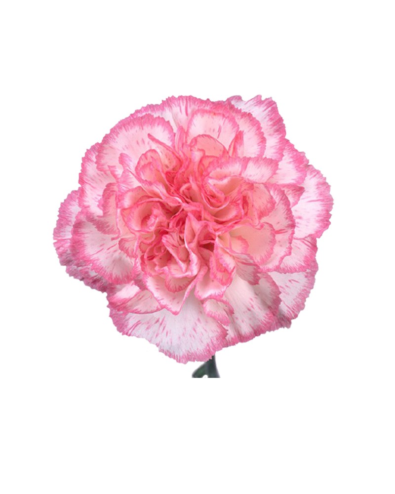 [6-29264] 