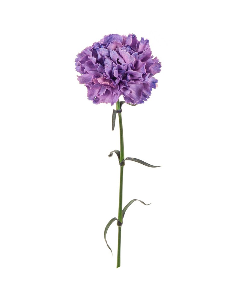 [933876] 