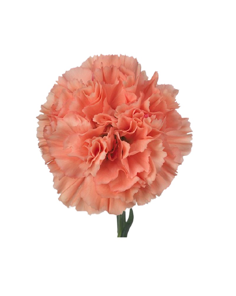 [6-29633] 
