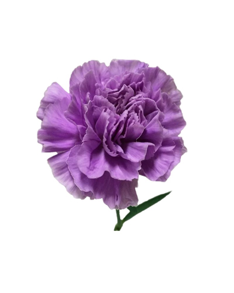 [6-28063] 