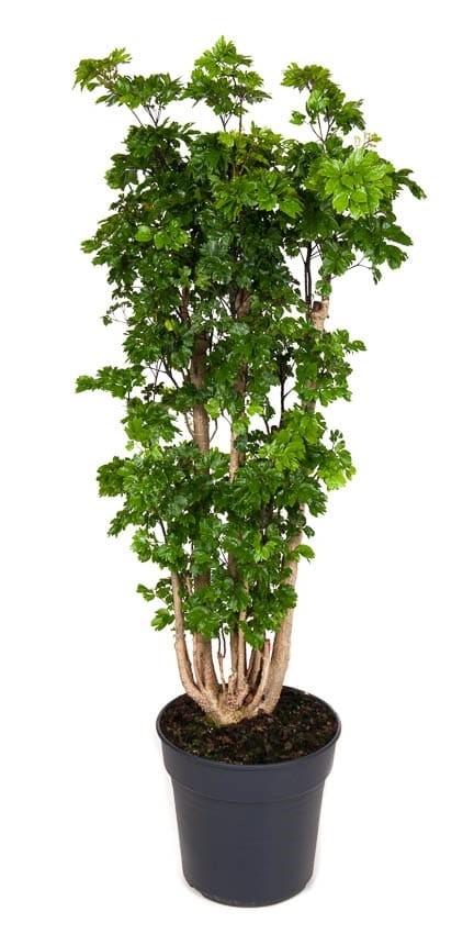 [903311] 