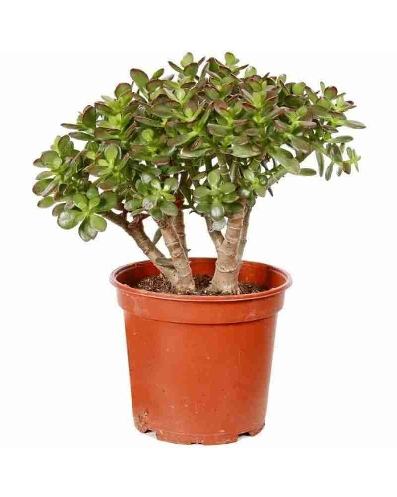 [412839] 