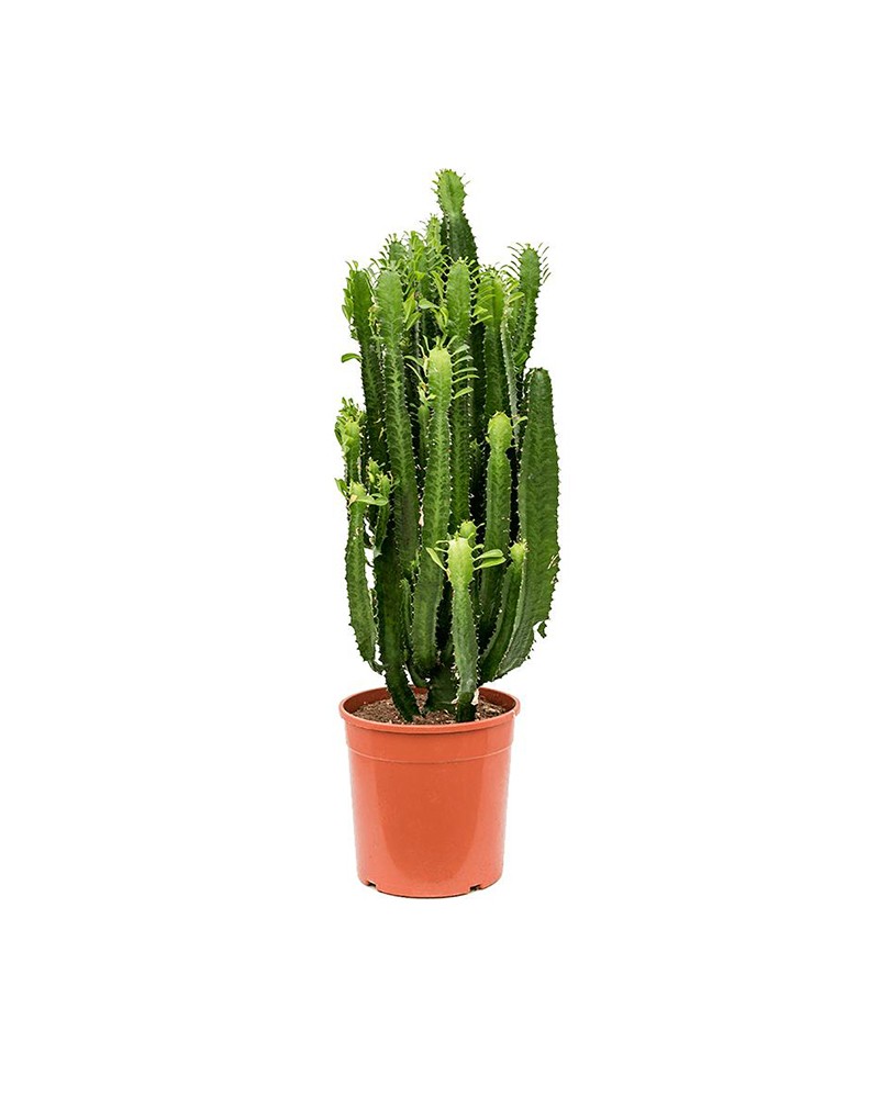 [961036] 