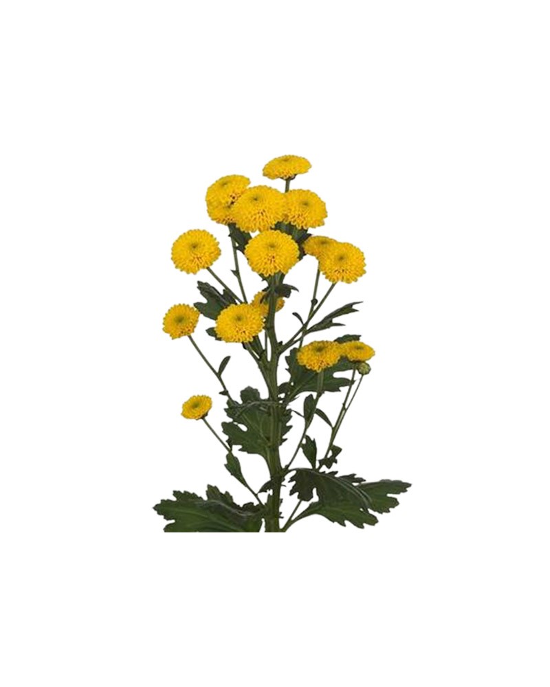 [6-31020] 