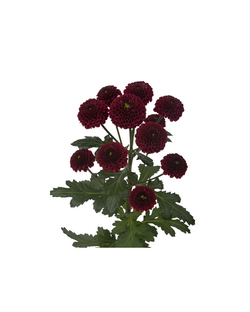 [6-29721] 