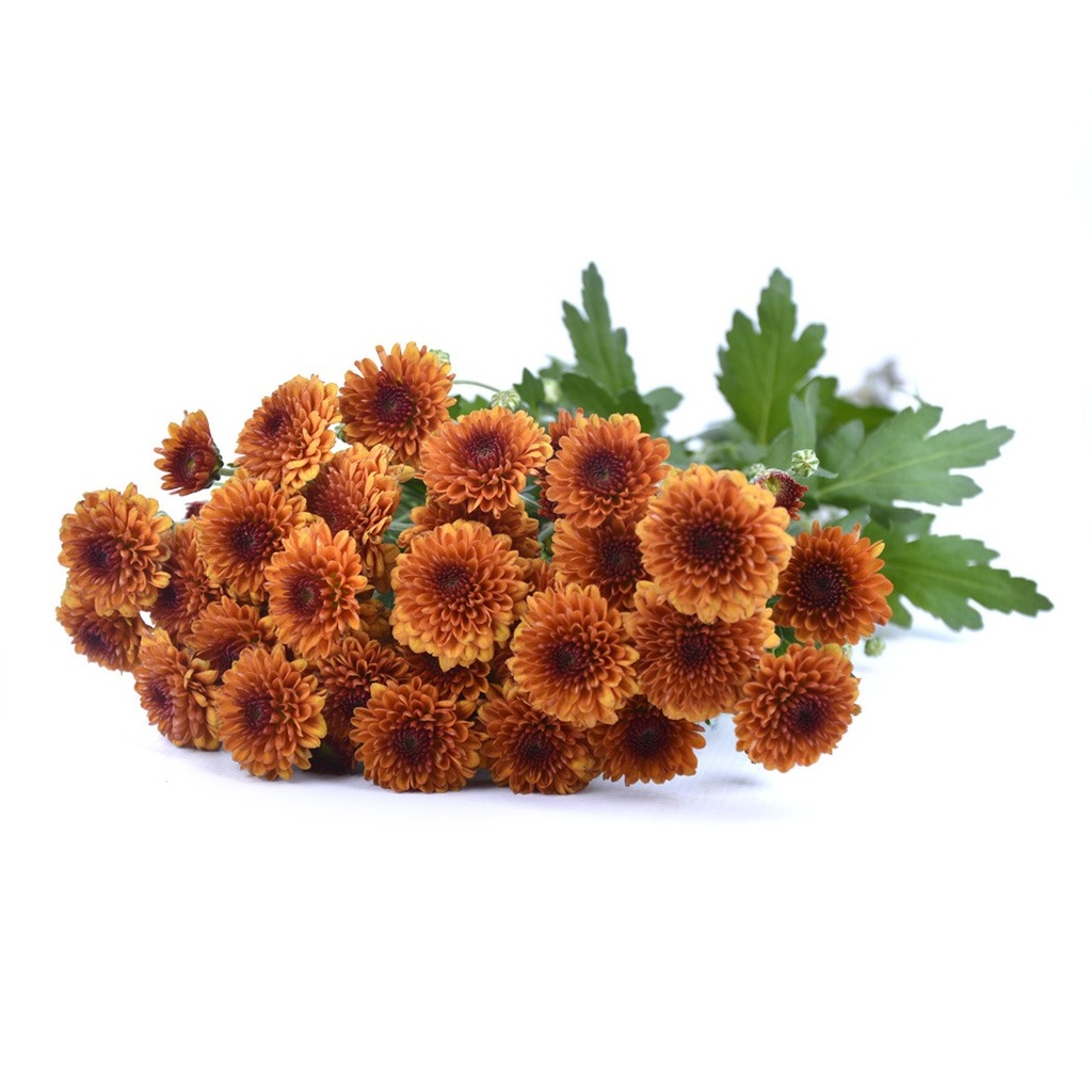 [6-28637] 