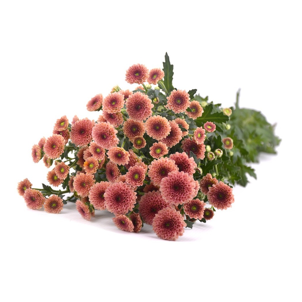 [6-28590] 