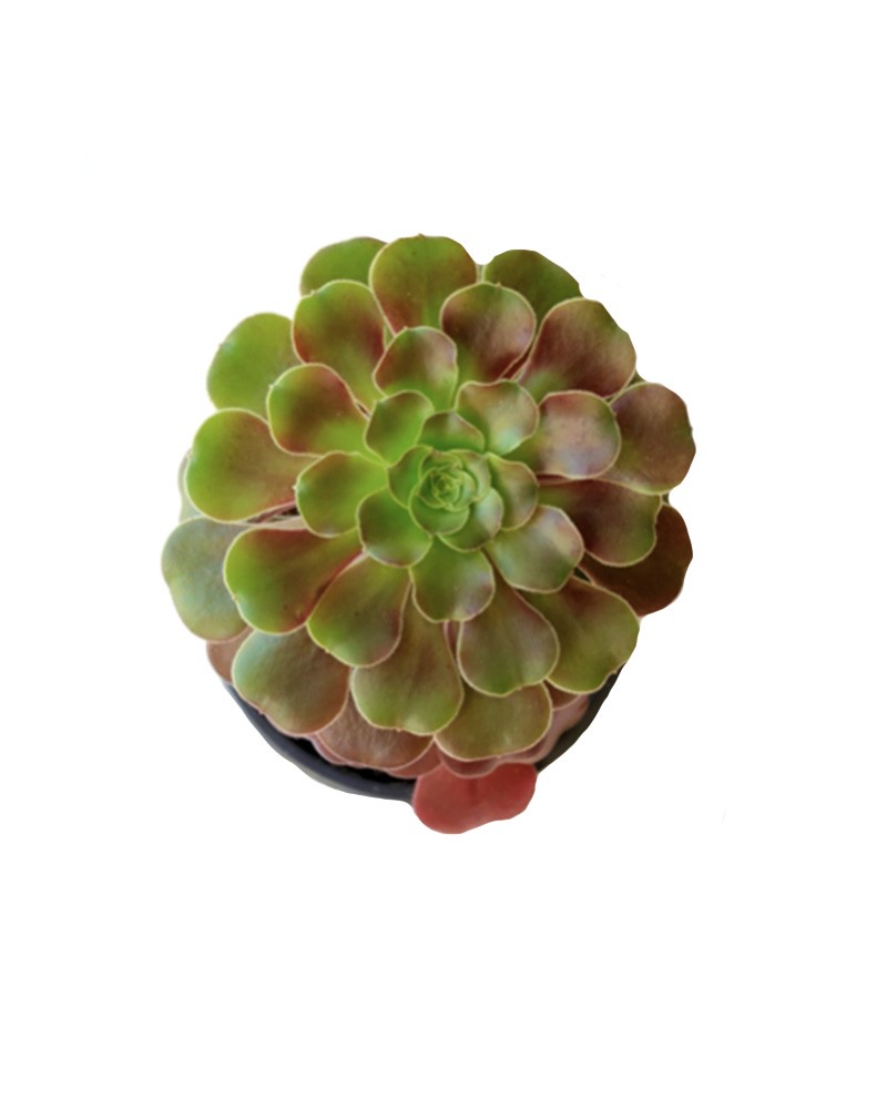 [942289] 