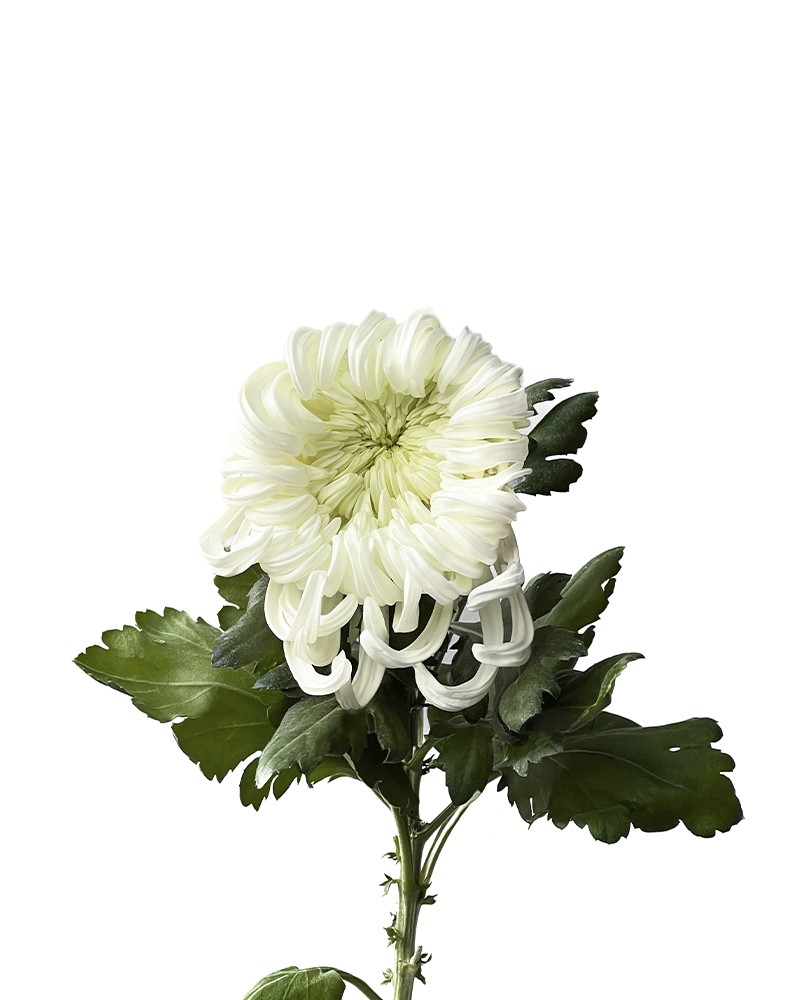 [6-36736] 