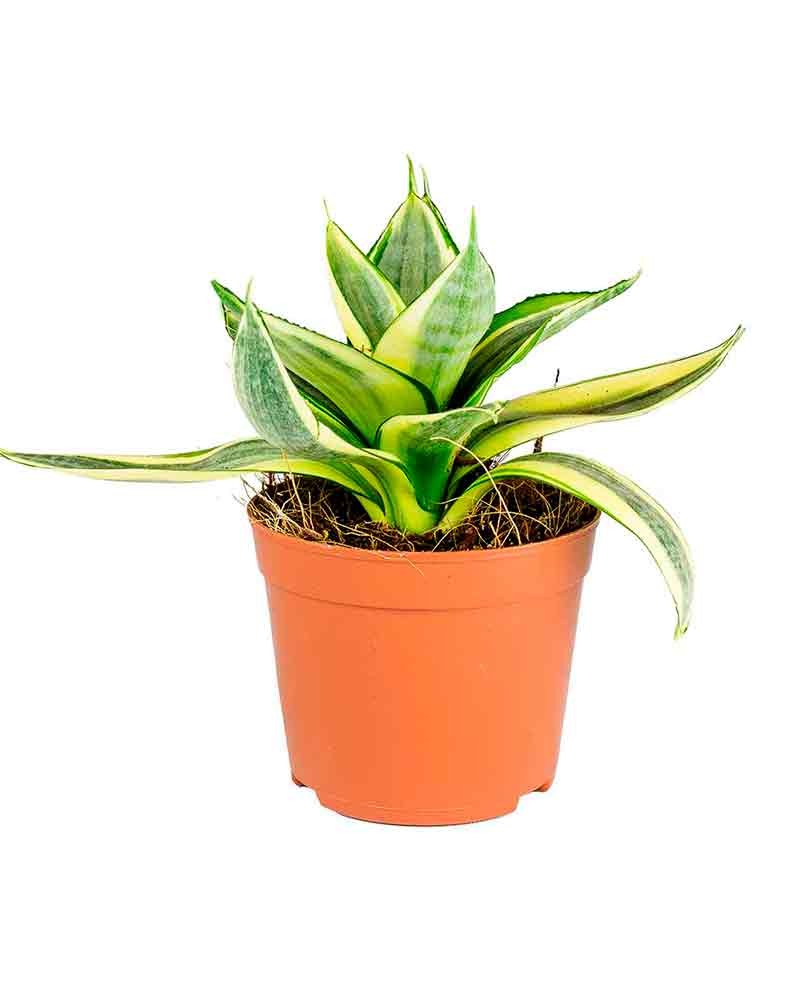 [6-36968] 