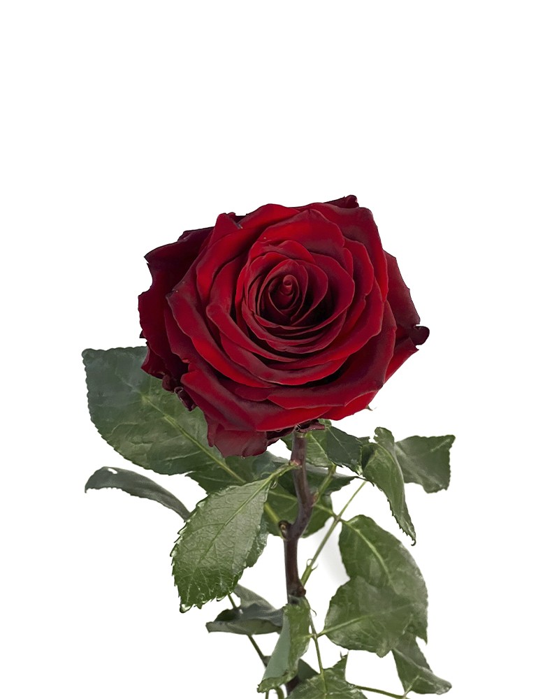 [6-38367] 