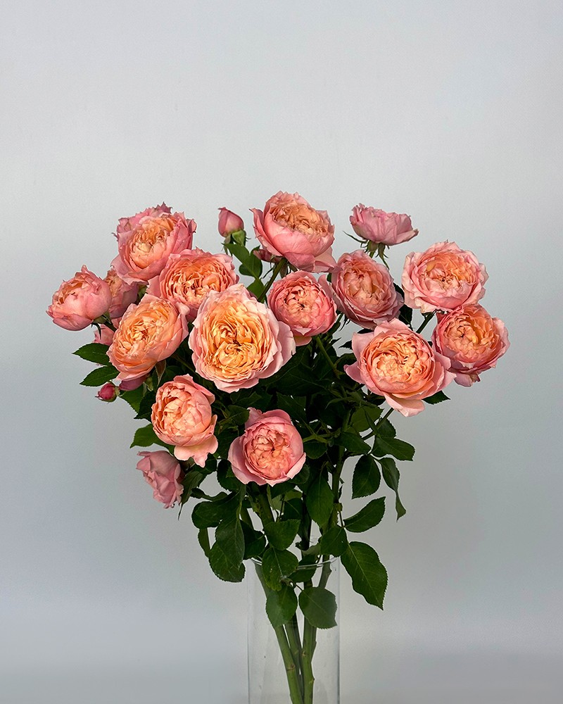 [6-29908] 